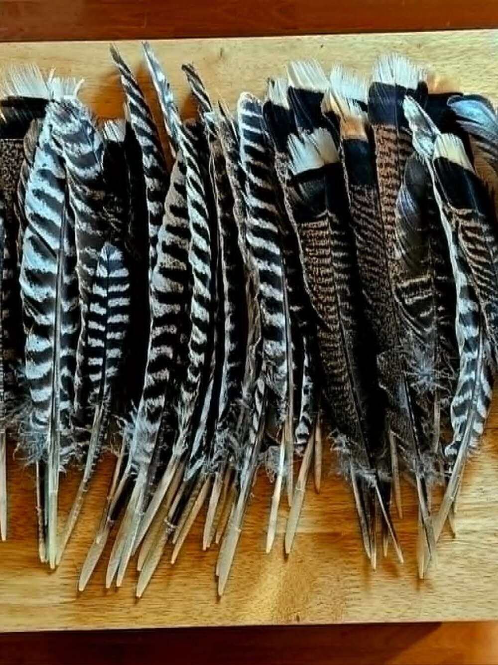Wild Turkey Feathers. Wholesale Lot